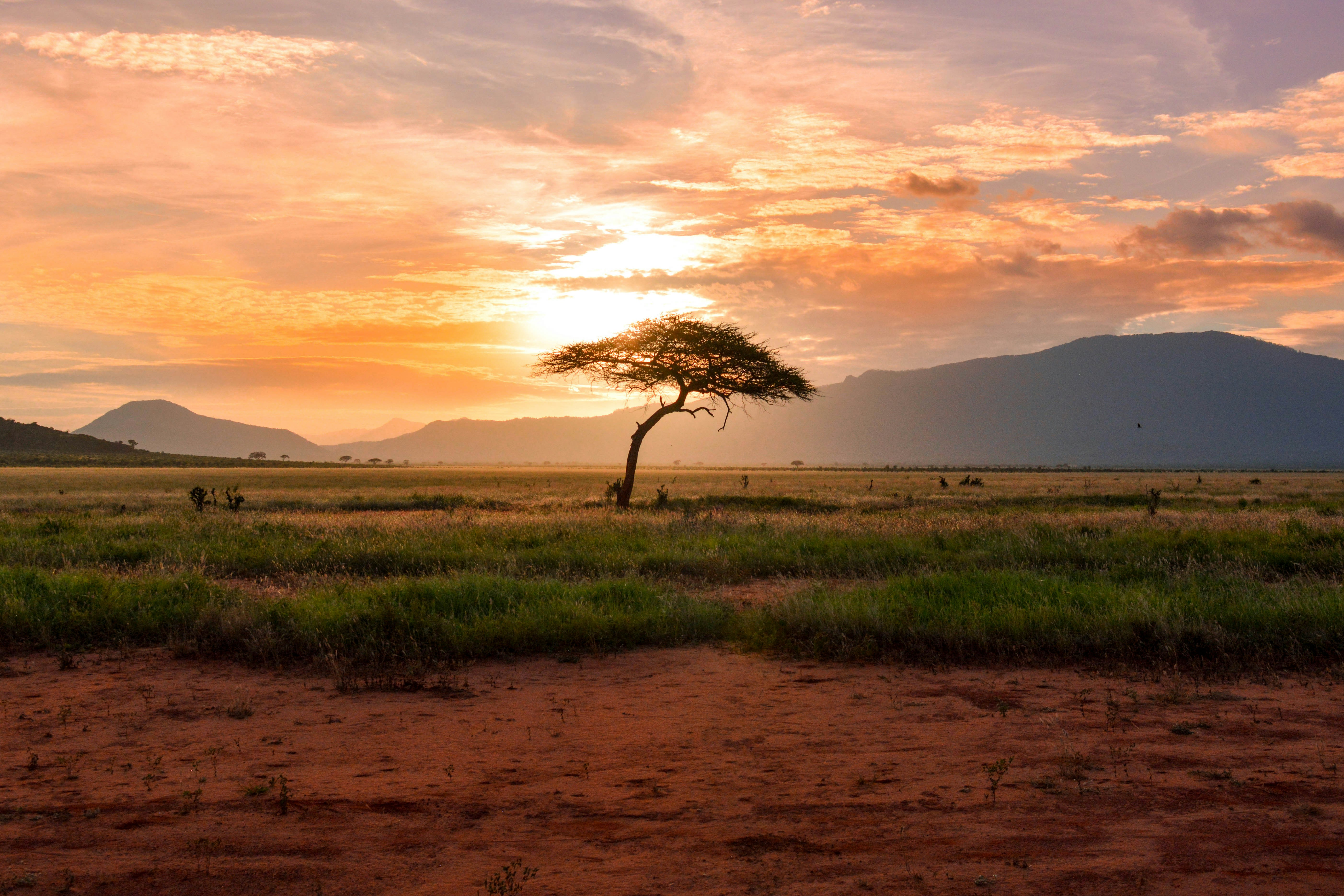 Guía completa para tu safari en Yala
